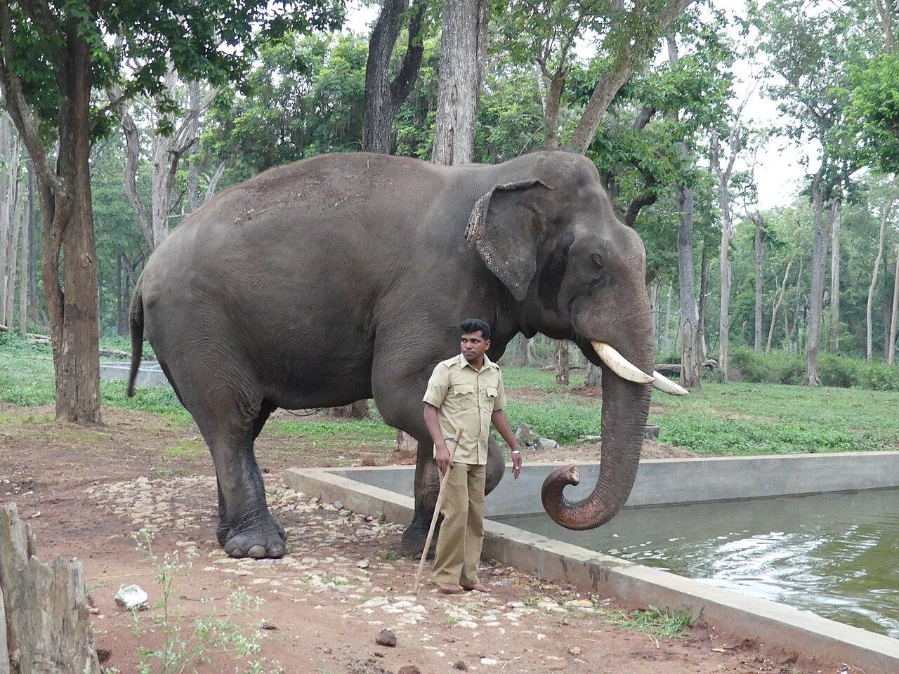 Abhimanyu with his mahout Vasantha at Mathigodu camp, 2017.