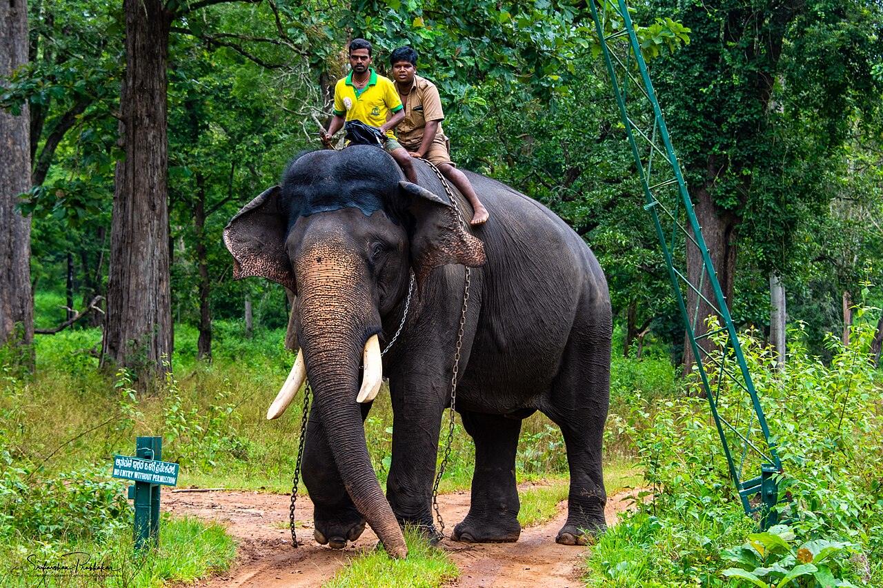 Arjuna walking into the forest at Balle camp.