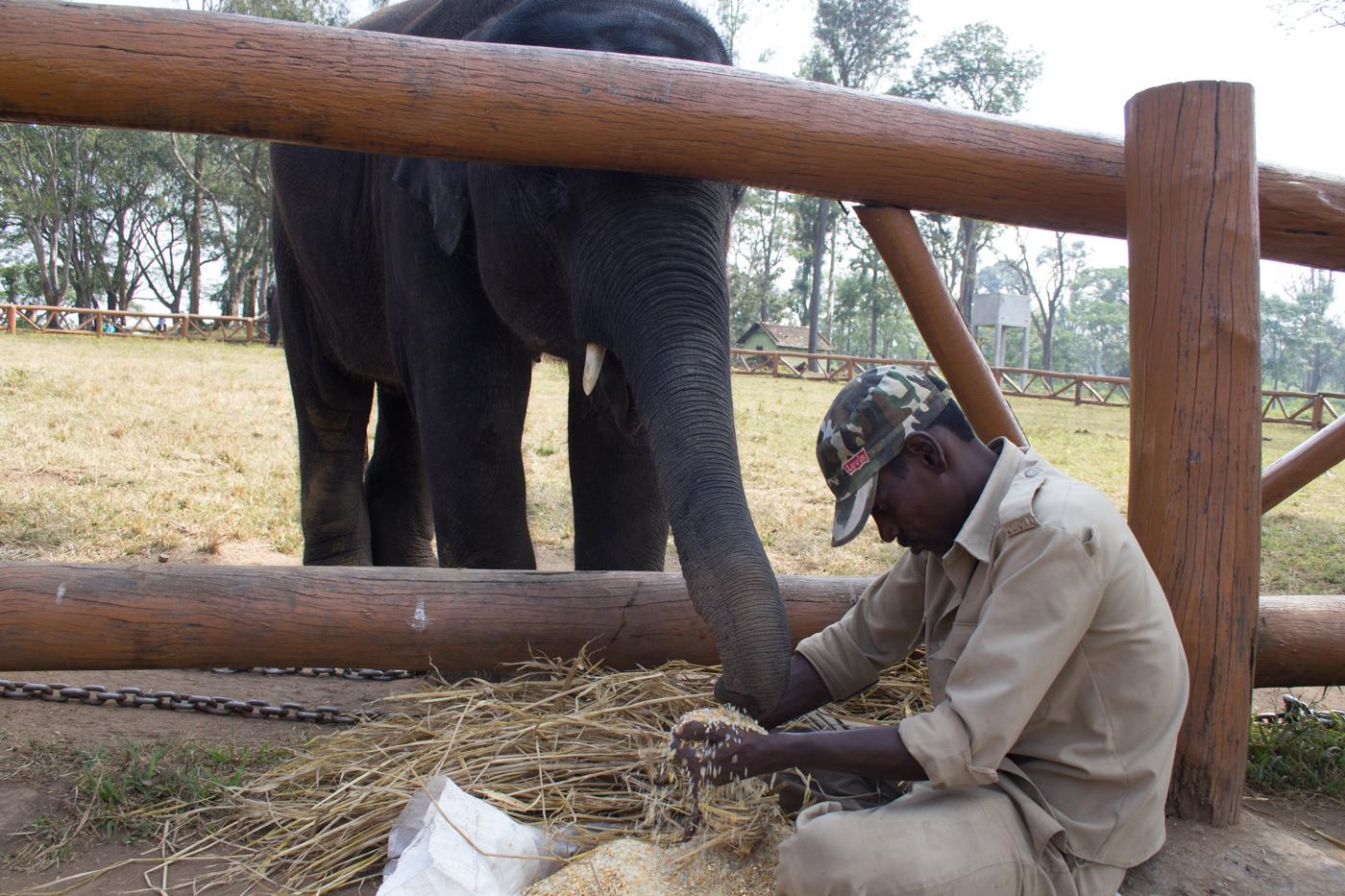 A mahout makes up an elephant's food at Dubare camp.