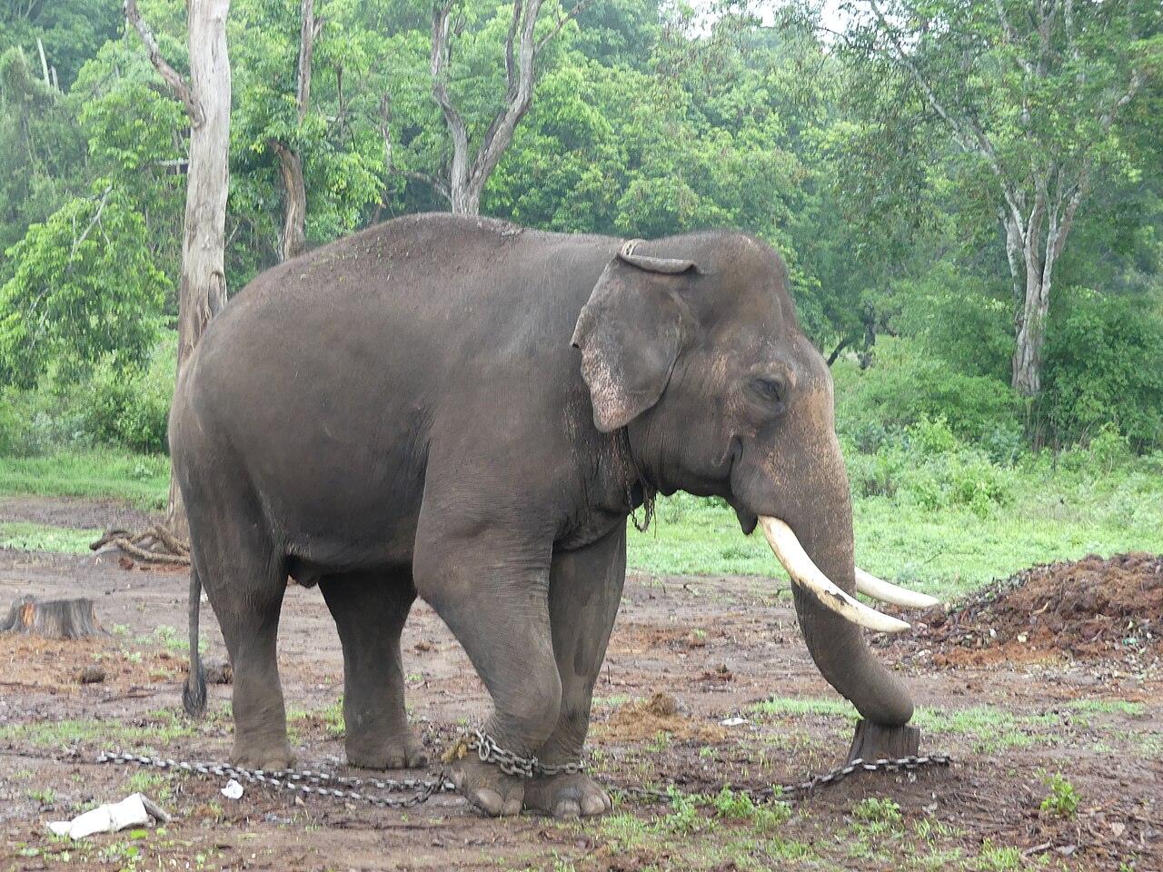 Gopi Dubare AJTJ P1120217