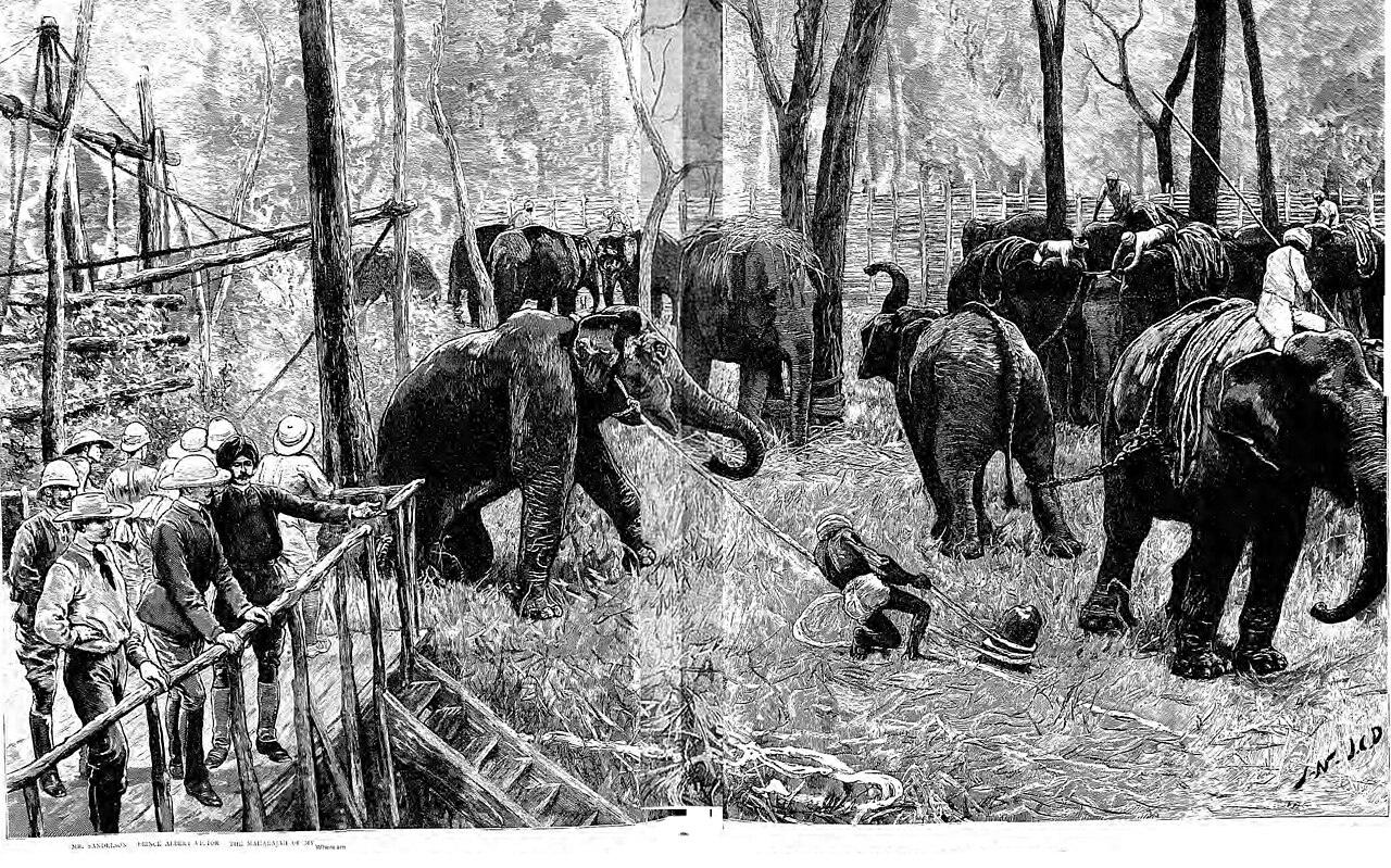A khedda built by the Maharaja of Mysore for a royal visit. The Graphic, 11 January 1890.