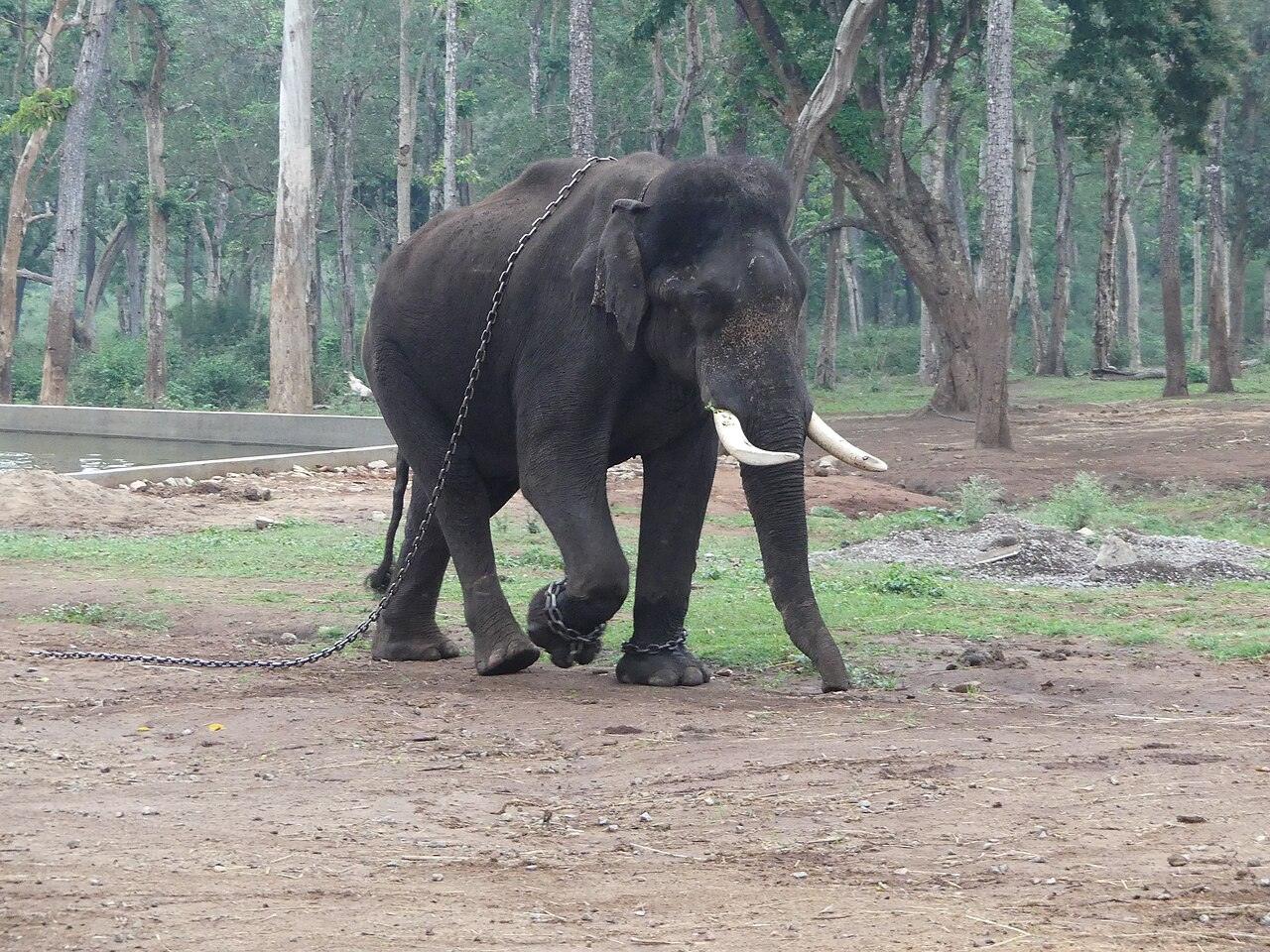 Srikanta in Mathigodu AJTJ P1120188